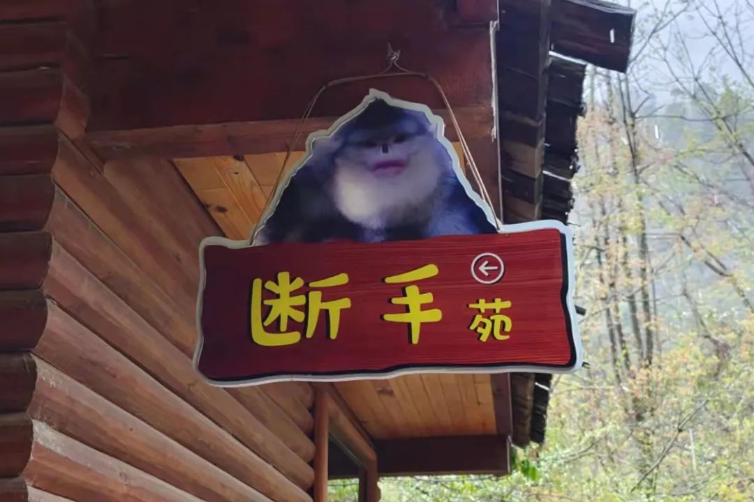 滇金丝猴断手传奇_金丝猴大战秃鹫_滇金丝猴猴王断手故事