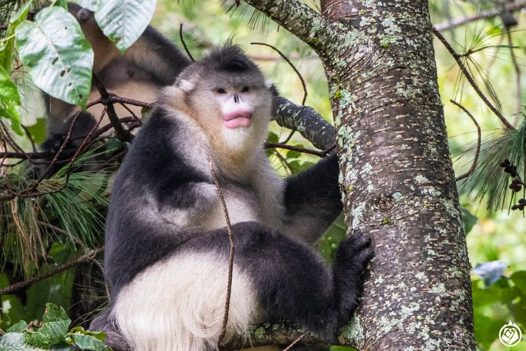金丝猴大战秃鹫_滇金丝猴断手传奇_滇金丝猴猴王断手故事