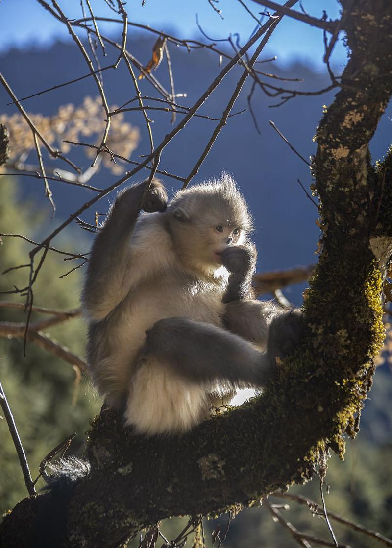 金丝猴大战秃鹫_滇金丝猴猴王断手故事_滇金丝猴断手传奇