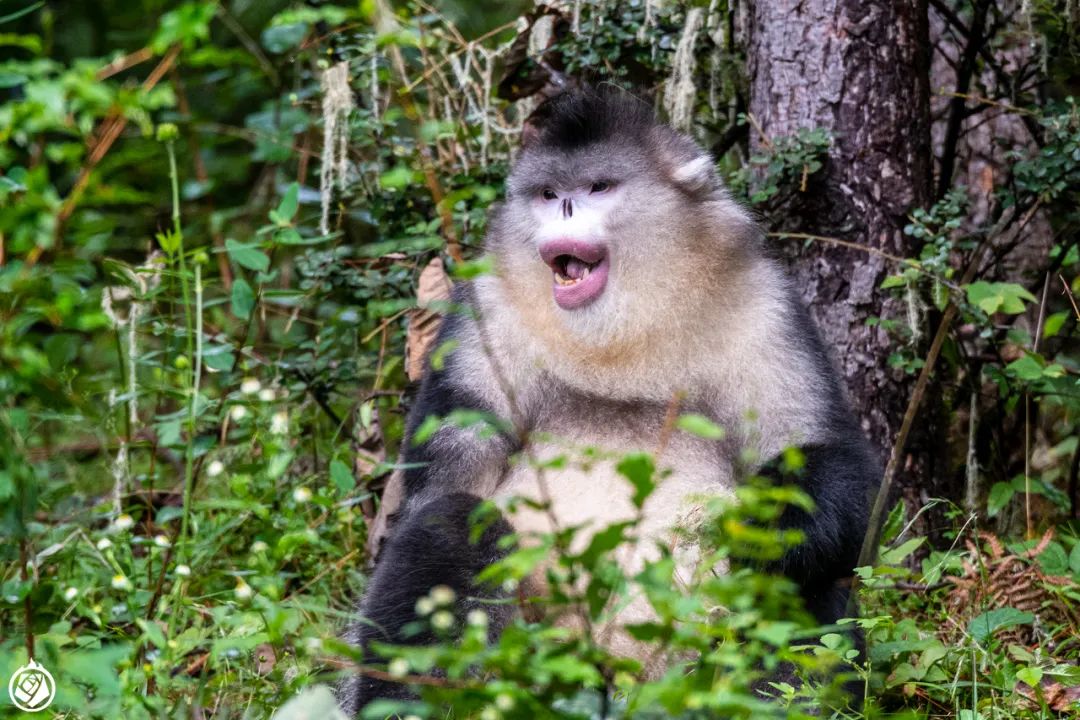 金丝猴大战秃鹫_滇金丝猴猴王断手故事_滇金丝猴断手传奇