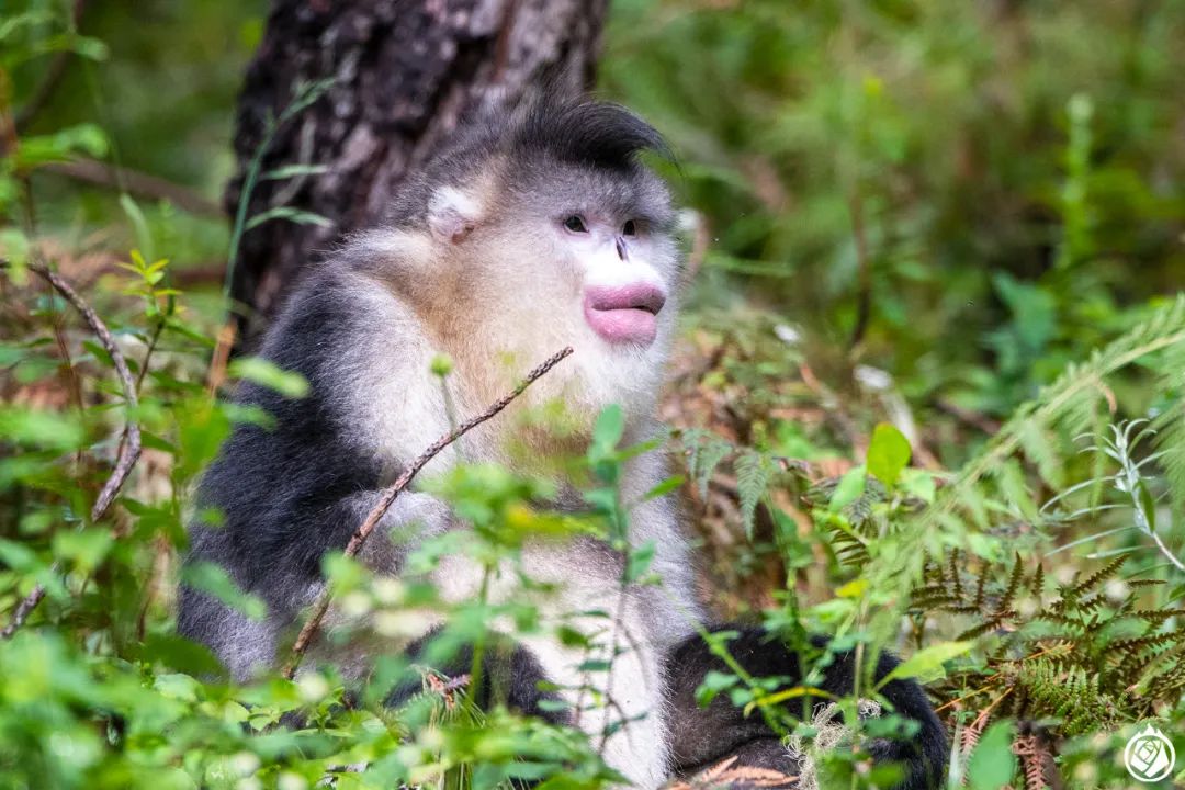 金丝猴大战秃鹫_滇金丝猴断手传奇_滇金丝猴猴王断手故事