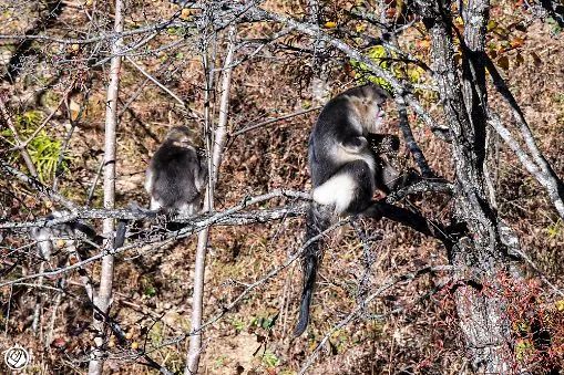 金丝猴大战秃鹫_滇金丝猴猴王断手故事_滇金丝猴断手传奇