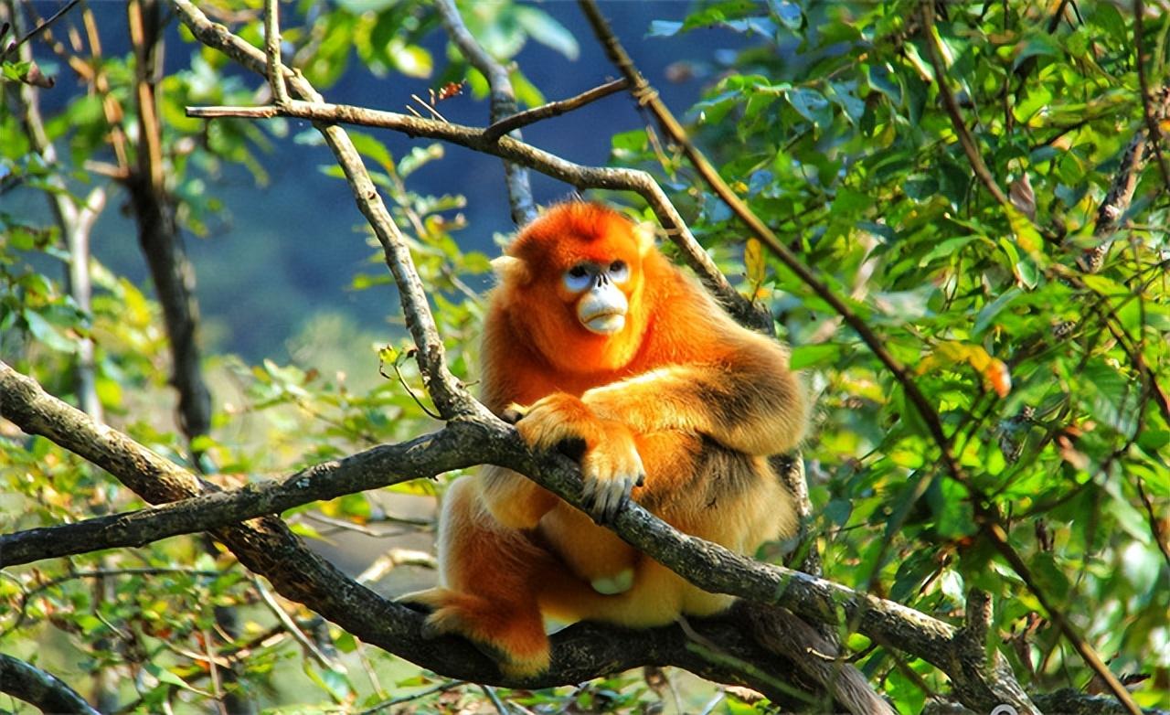 金丝猴大战秃鹫_秃鹫大战金雕_捕猎金丝猴