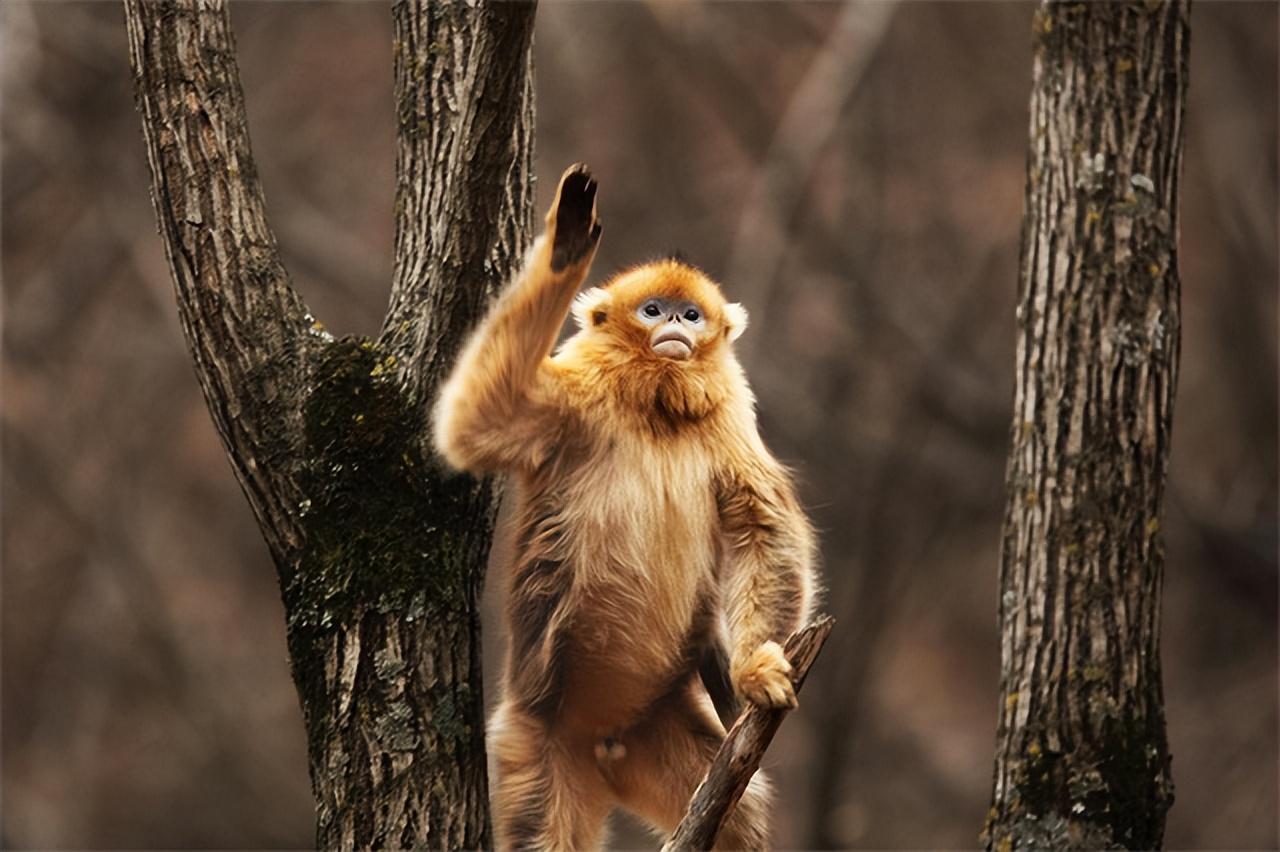 秃鹫大战金雕_捕猎金丝猴_金丝猴大战秃鹫