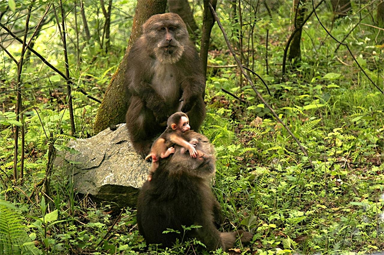 秃鹫大战金雕_捕猎金丝猴_金丝猴大战秃鹫