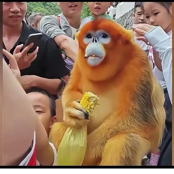 金丝猴大战秃鹫_秃鹫大战金雕_捕猎金丝猴