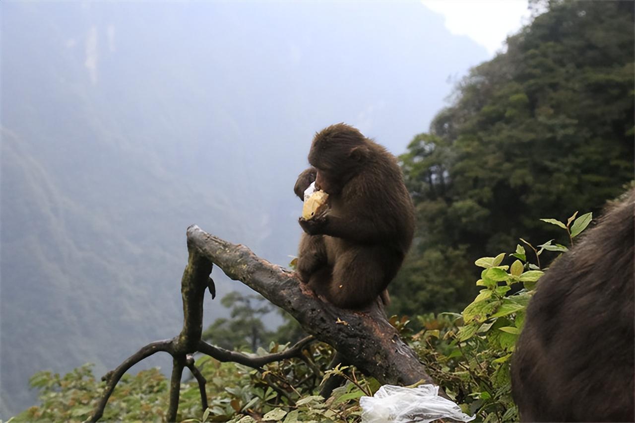捕猎金丝猴_秃鹫大战金雕_金丝猴大战秃鹫