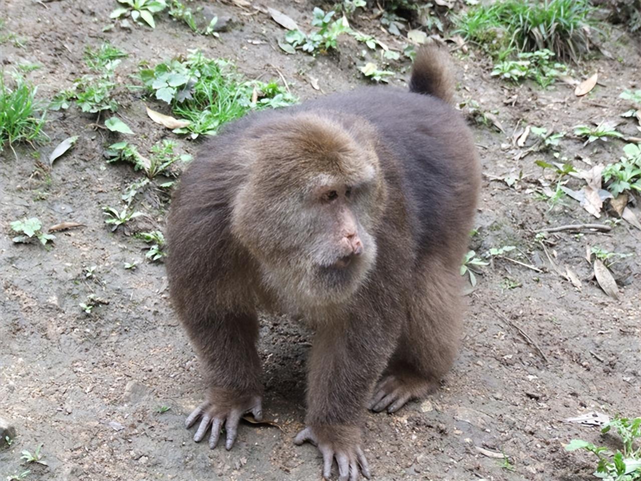 秃鹫大战金雕_金丝猴大战秃鹫_捕猎金丝猴