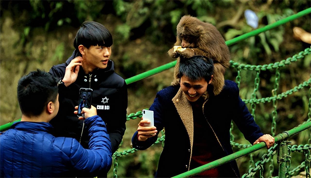 金丝猴大战秃鹫_秃鹫大战金雕_捕猎金丝猴