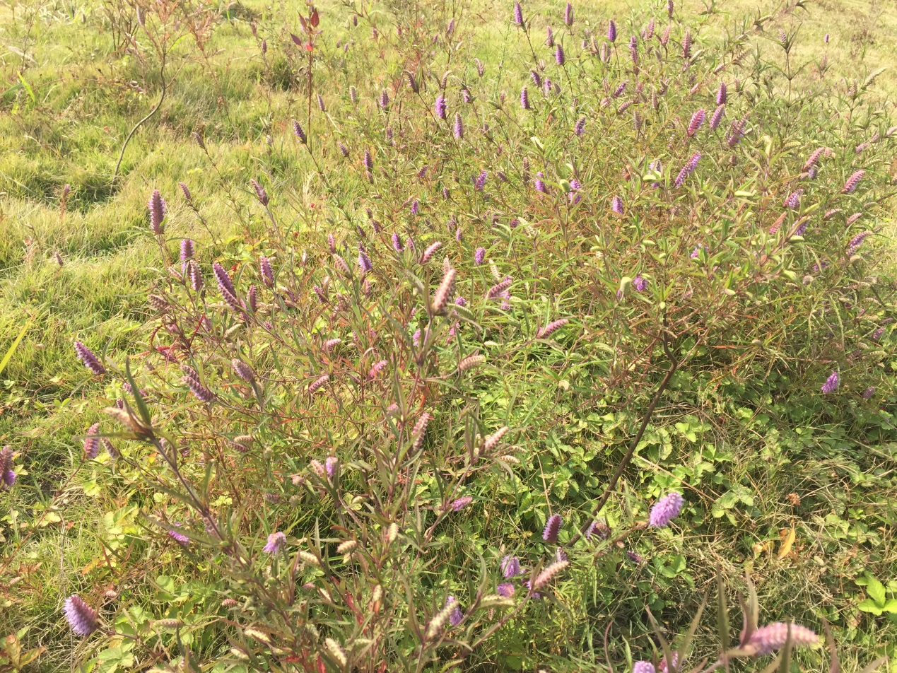 黑色金属矿石_矿山黑色金属标志图片_黑色金属矿山