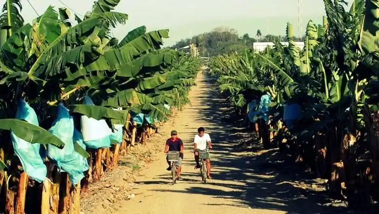 亚洲金融风暴 菲律宾_菲律宾经济历史_菲律宾曾经的经济辉煌