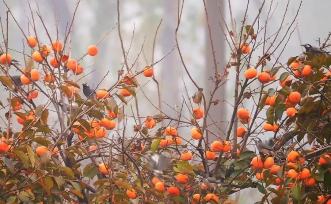 募集户静默期_募集户冷静期_私募基金静默期是什么意思