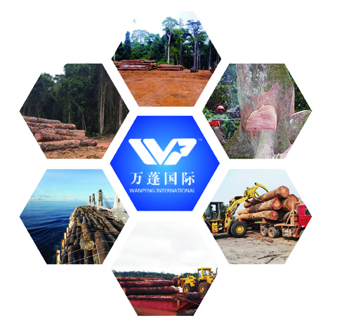 非洲楝什么档次_大非洲楝价格_非洲楝果实图片