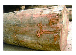 大非洲楝价格_非洲楝果实图片_非洲楝什么档次