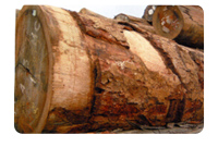 大非洲楝价格_非洲楝什么档次_非洲楝果实图片