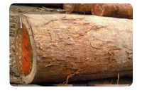 非洲楝什么档次_大非洲楝价格_非洲楝果实图片