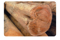 大非洲楝价格_非洲楝什么档次_非洲楝果实图片