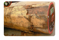 非洲楝什么档次_非洲楝果实图片_大非洲楝价格