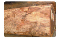 非洲楝果实图片_非洲楝什么档次_大非洲楝价格