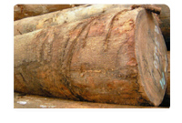 非洲楝什么档次_非洲楝果实图片_大非洲楝价格