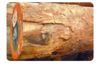 非洲楝果实图片_大非洲楝价格_非洲楝什么档次