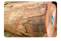 非洲楝果实图片_大非洲楝价格_非洲楝什么档次