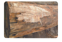 非洲楝什么档次_大非洲楝价格_非洲楝果实图片