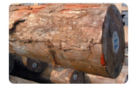 大非洲楝价格_非洲楝果实图片_非洲楝什么档次