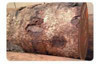 非洲楝果实图片_大非洲楝价格_非洲楝什么档次