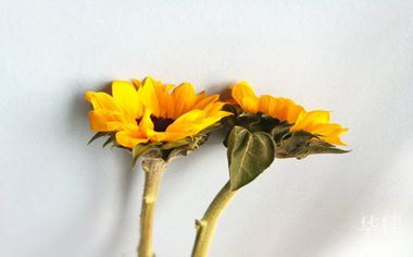 平安普惠贷款公司是否正规