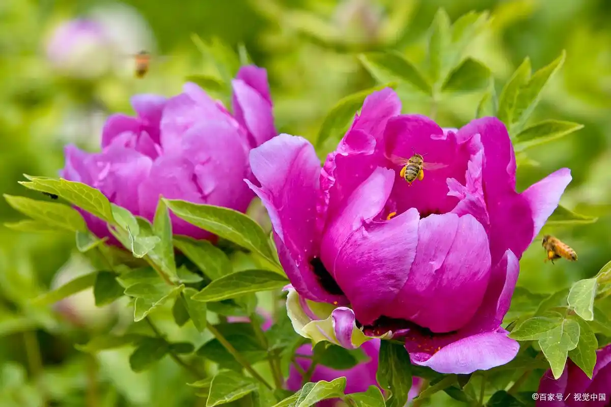 富贵花象征意义_富贵满堂牡丹是何意_牡丹花寓意象征