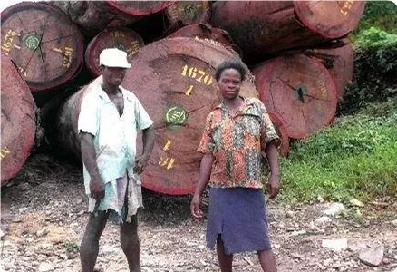 大非洲楝价格_非洲楝的功效与作用_非洲的价格