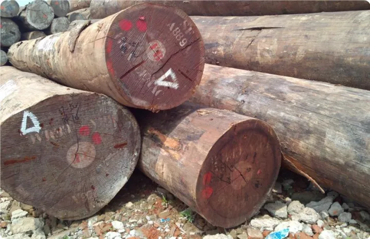 非洲楝的功效与作用_大非洲楝价格_非洲的价格