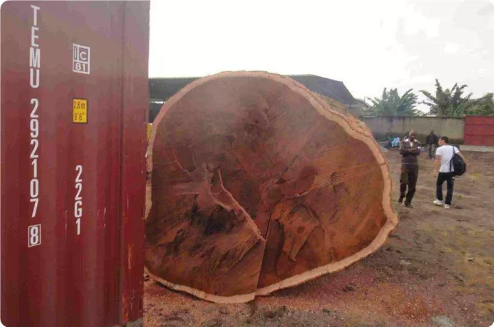 非洲楝的功效与作用_非洲的价格_大非洲楝价格