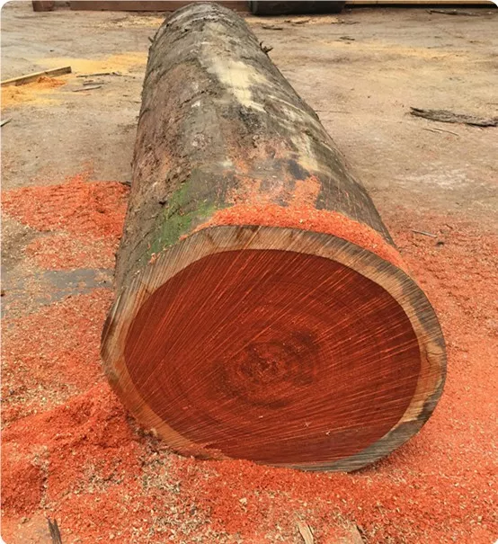 非洲的价格_大非洲楝价格_非洲楝的功效与作用