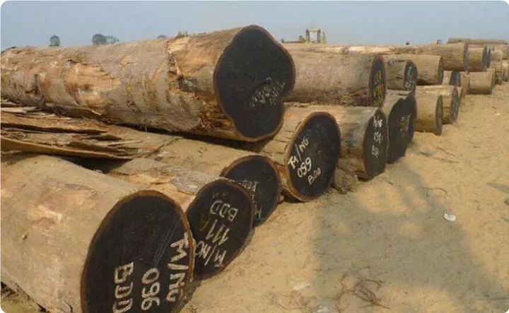 大非洲楝价格_非洲楝的功效与作用_非洲的价格