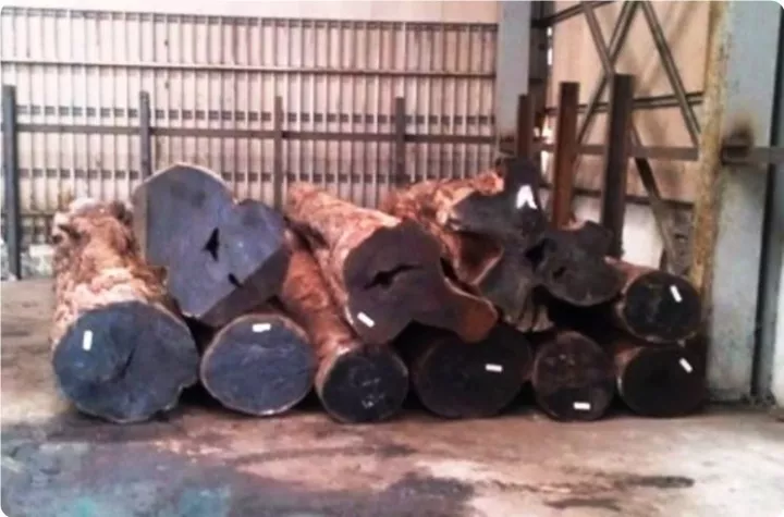 非洲的价格_大非洲楝价格_非洲楝的功效与作用