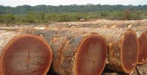 非洲沙比利木详解及真假辨别