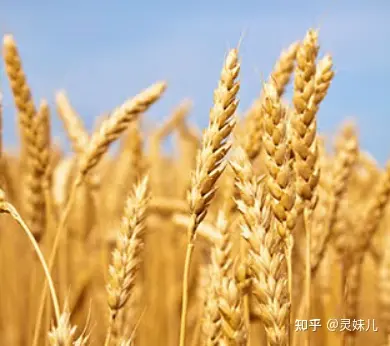 古越龙山黄酒选购指南_古越龙山黄酒怎么样_古越龙山股票怎么样